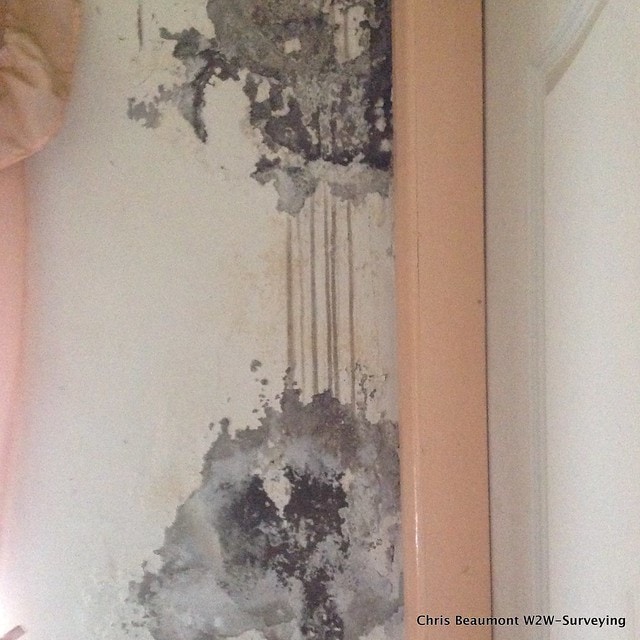 damp walls cracked render